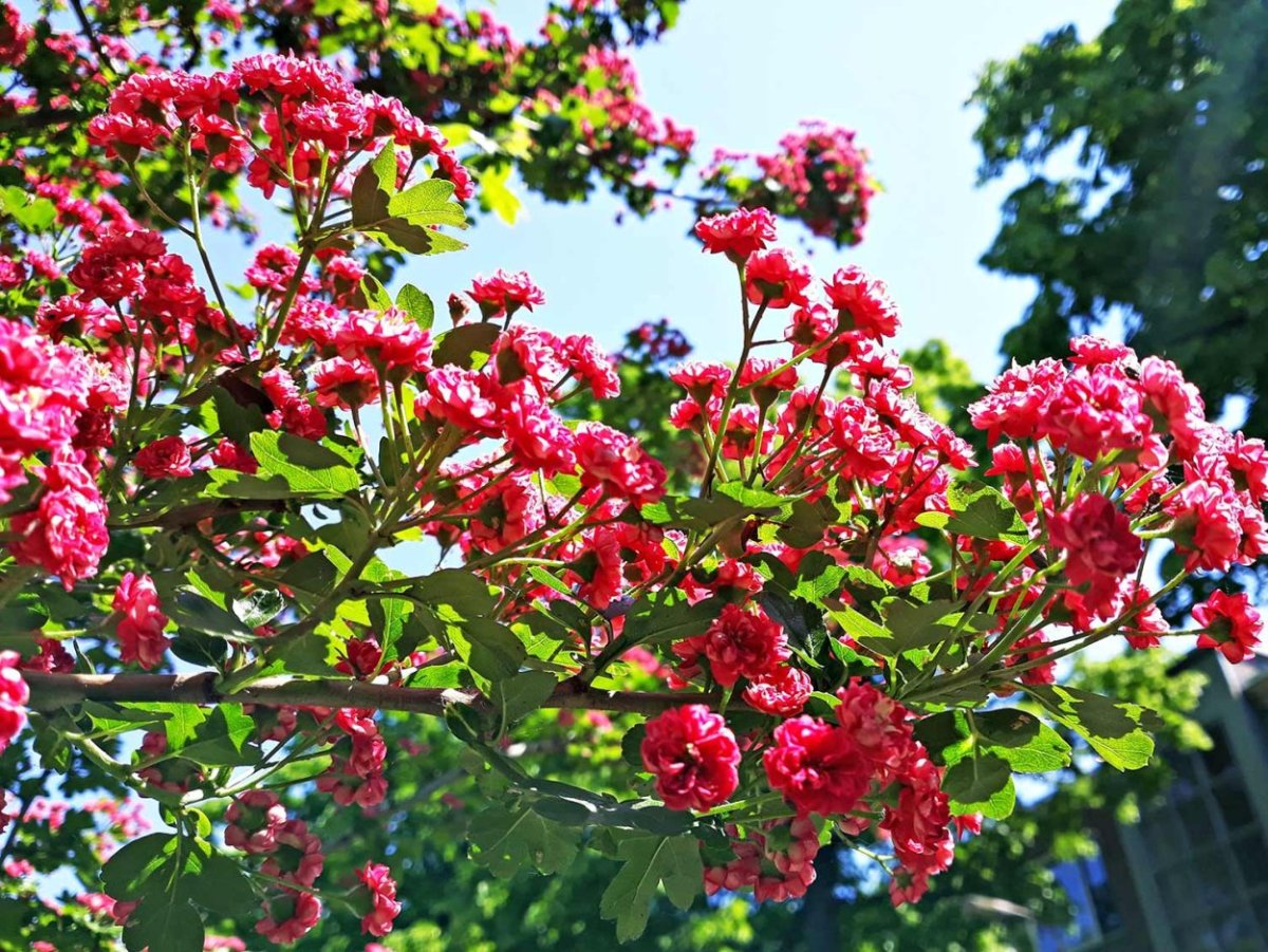 Hawthorn Crataegus laevigata 'Paul's Scarlet' Blooms in May.