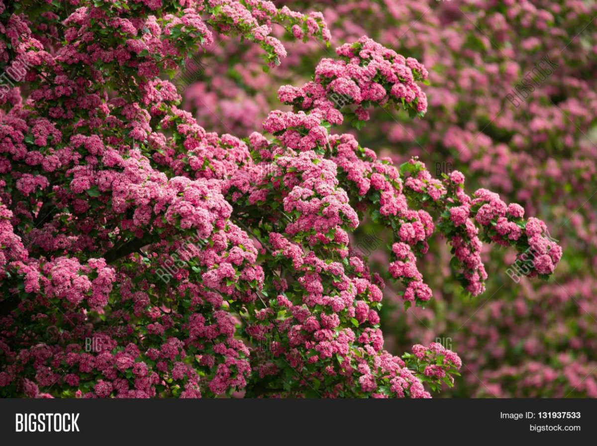 Hawthorn Pink