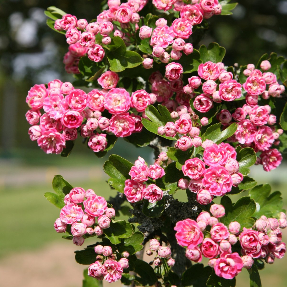 Crataegus laevigata