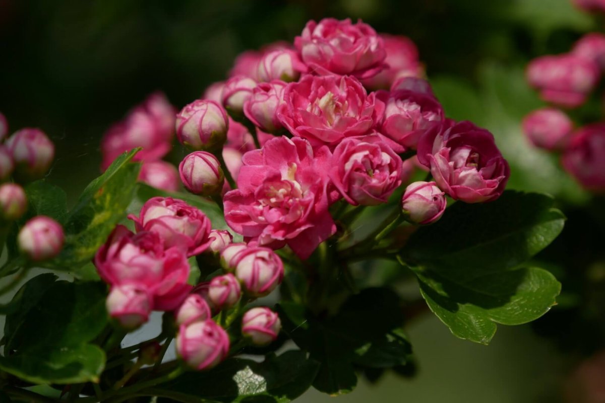 Боярышник laevigata 'Paul's Scarlet'