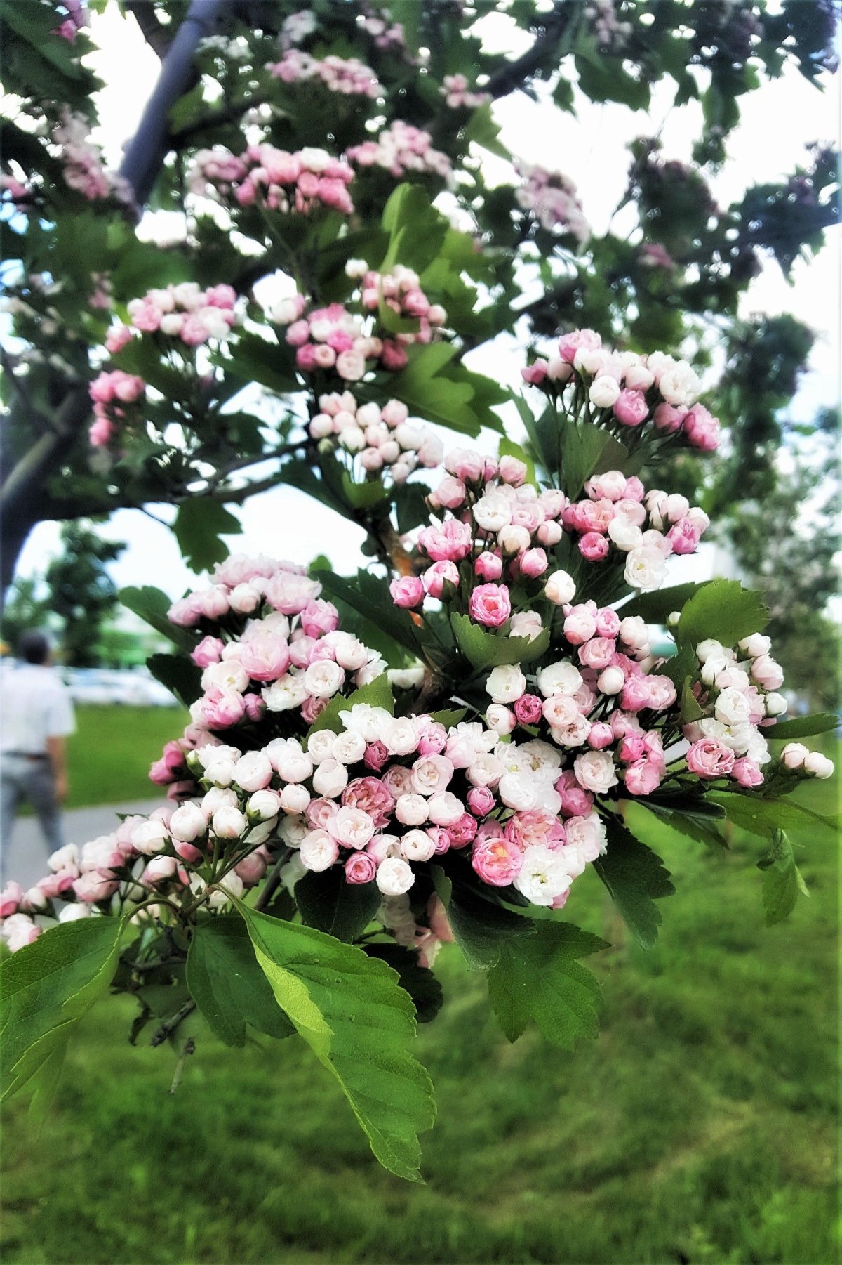Боярышник морденский Toba