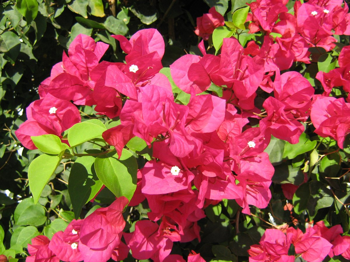 Summer Pink бугенвиллия