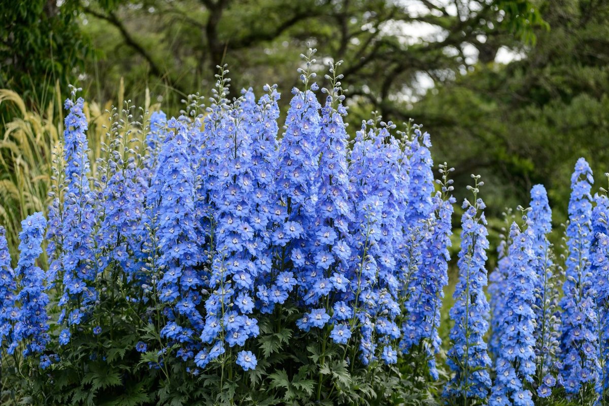 Садовый цветок с синими цветами