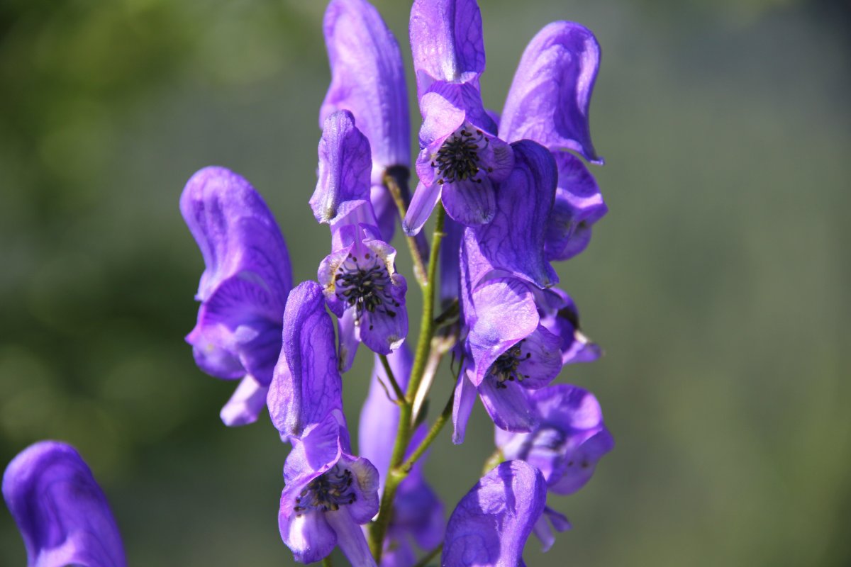 Ядовитое растение с фиолетовыми цветами