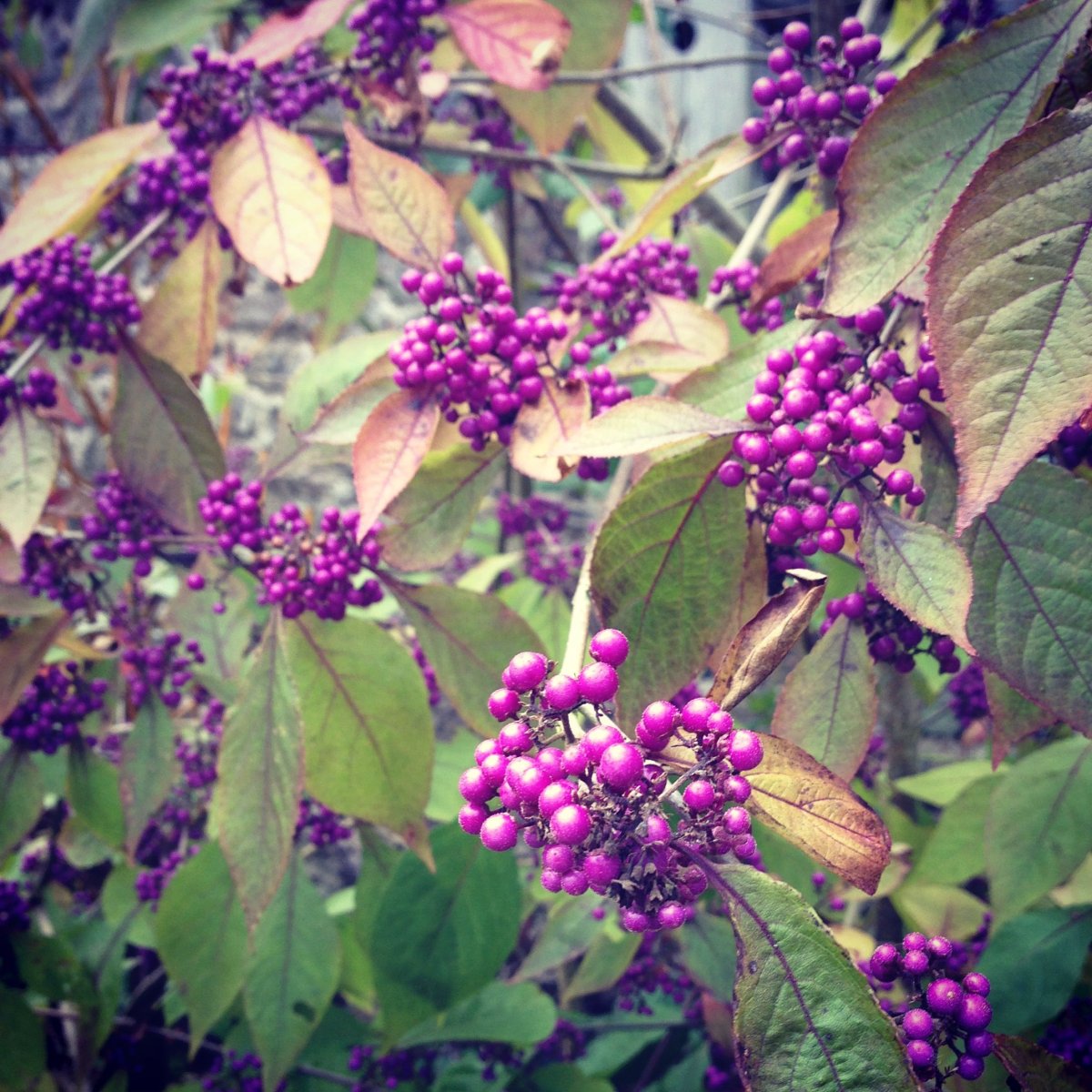 Callicarpa цветок
