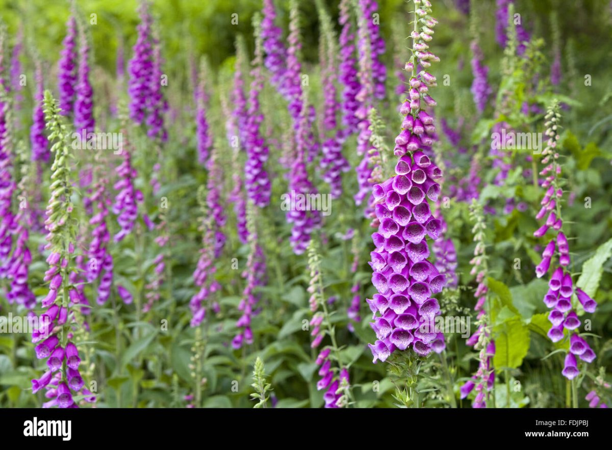 Вид наперстянка пурпурная digitalis purpurea l.