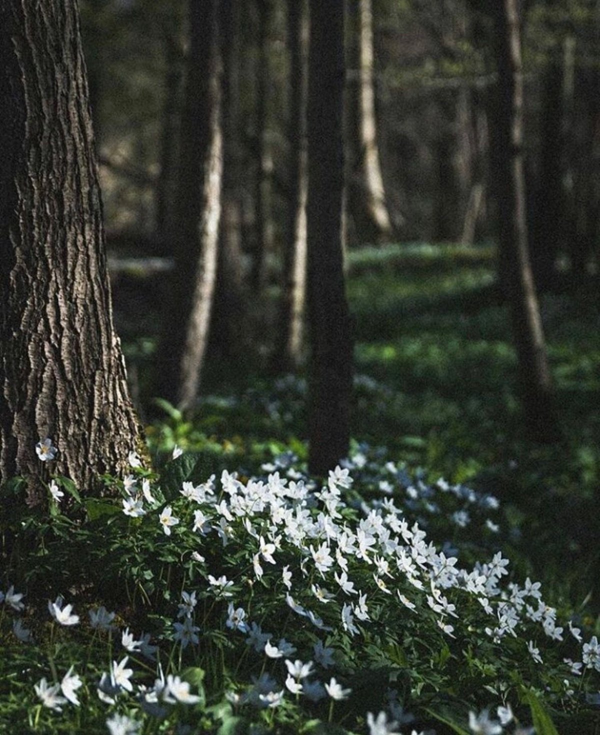 Белые маленькие цветы в лесу