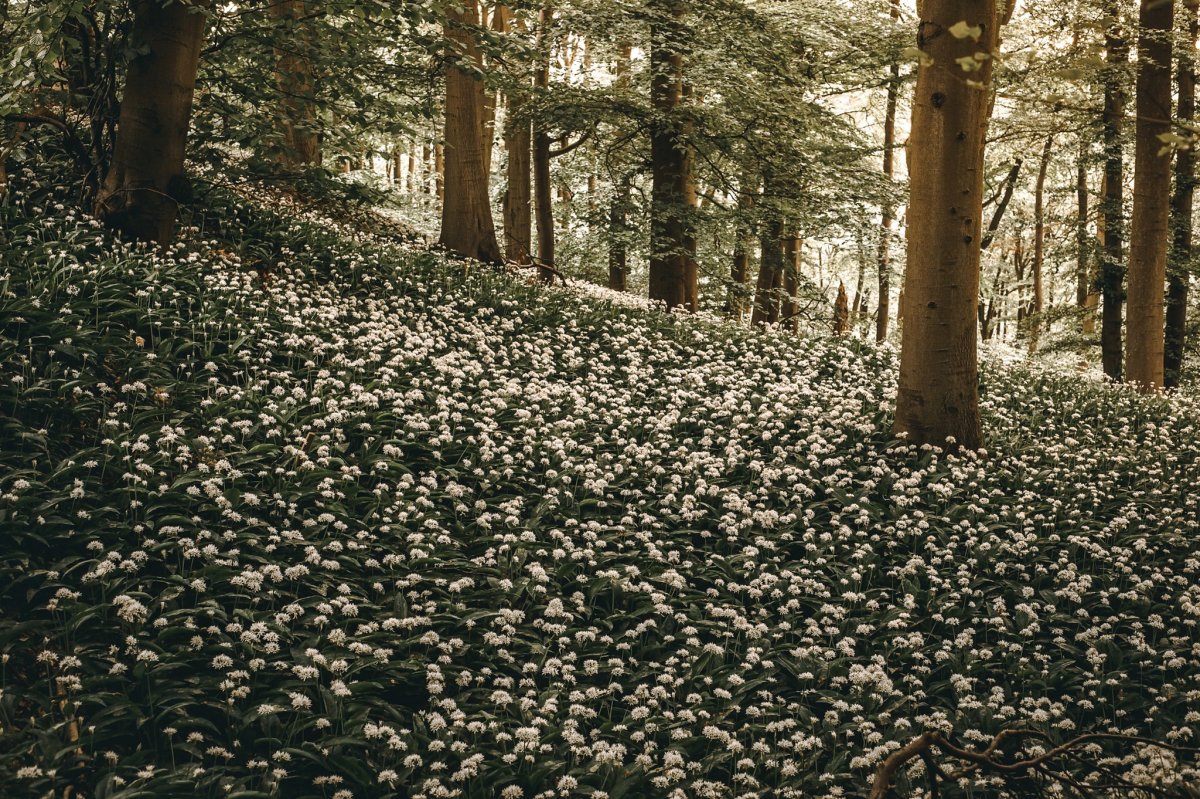 Flowers Trees Plants Forest
