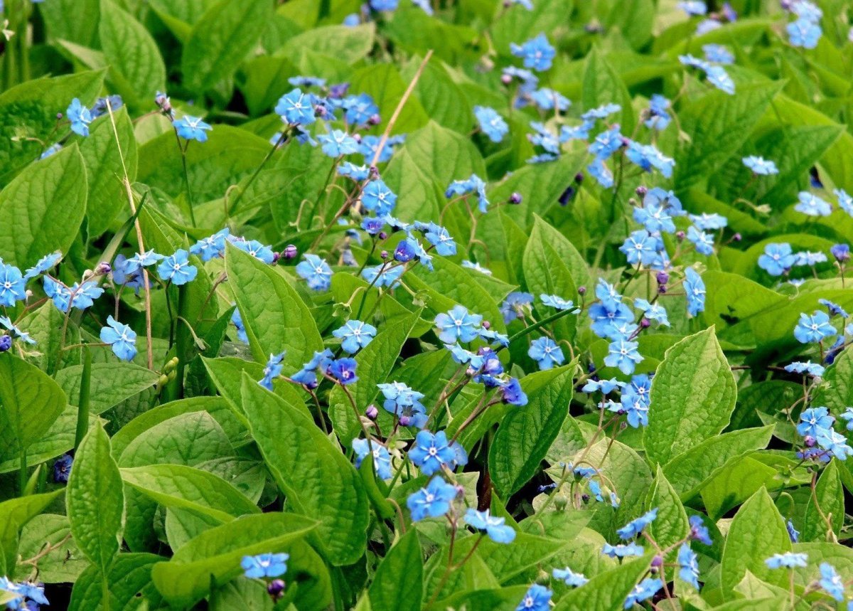 Пупочник весенний