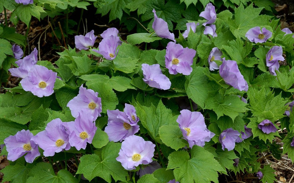 Glaucidium palmatum