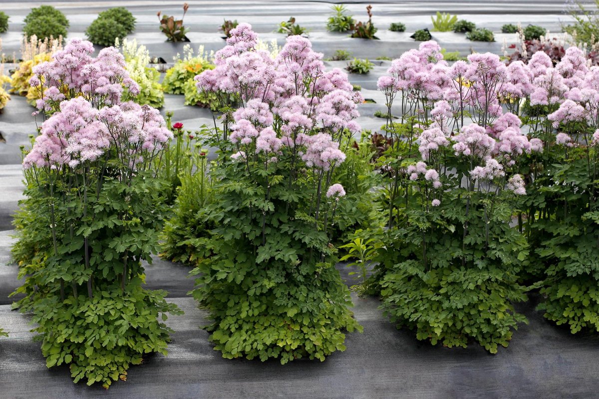 Василистник Нимбус Пинк (Thalictrum Nimbus Pink)