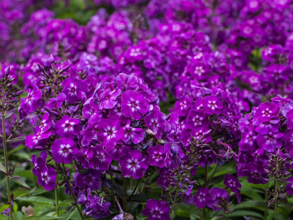 Флокс метельчатый Phlox paniculata Purple Kiss