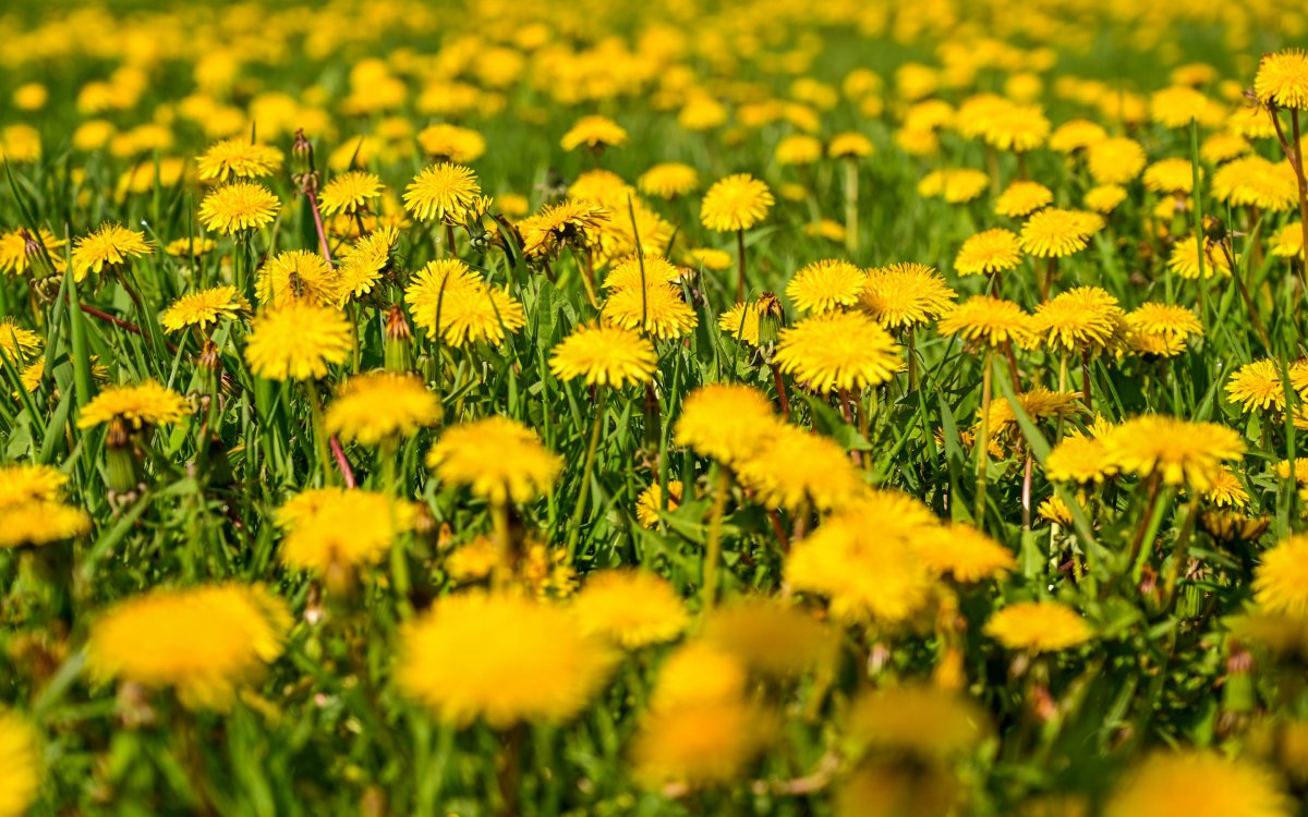 Желтые июньские цветы