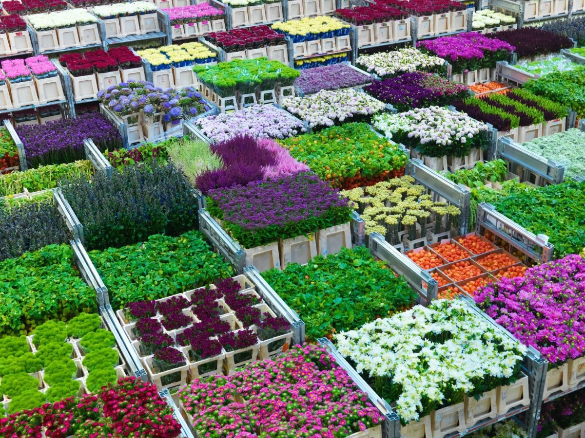 Цветочный аукцион FLORAHOLLAND В Голландии