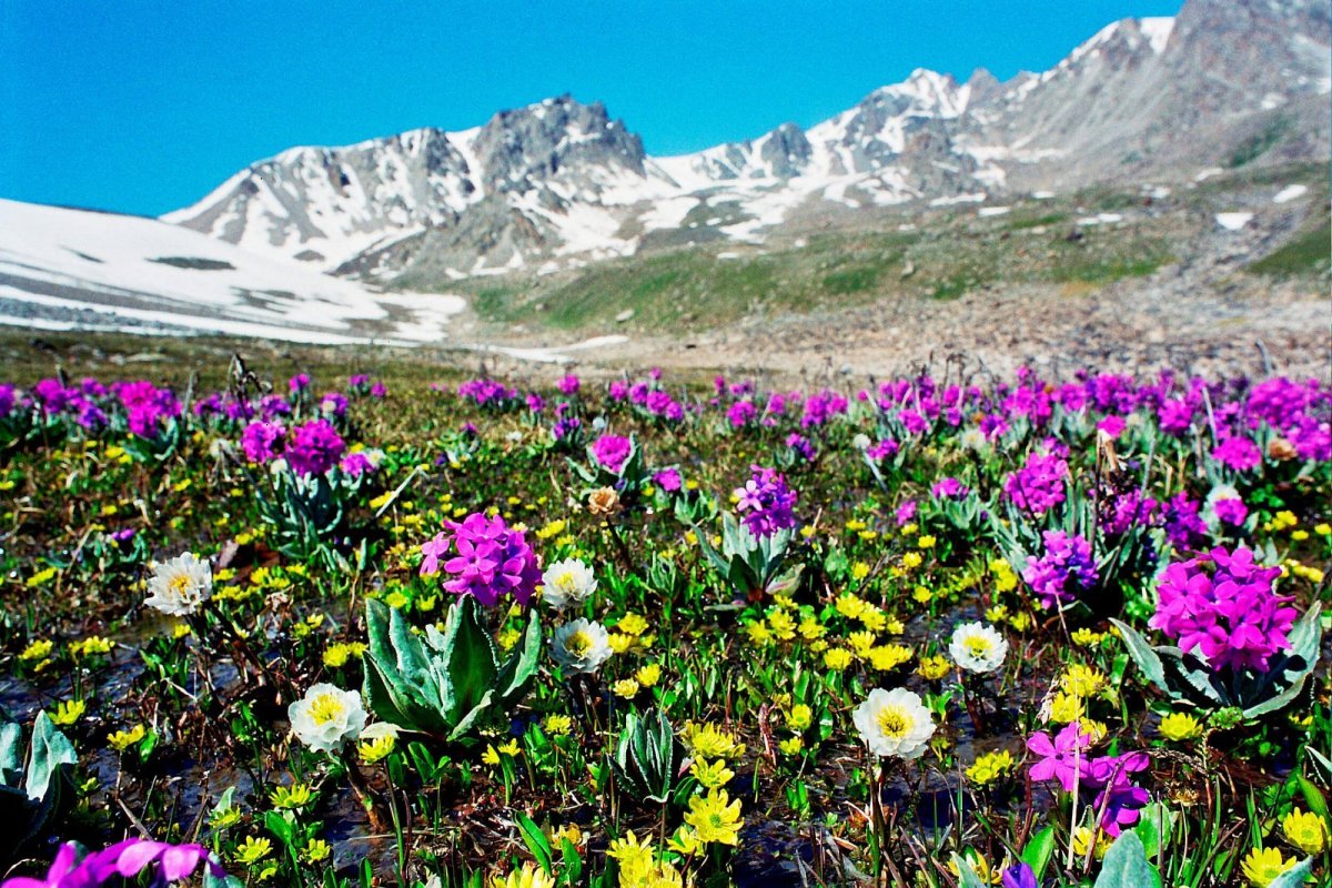 Степные цветы казахстана
