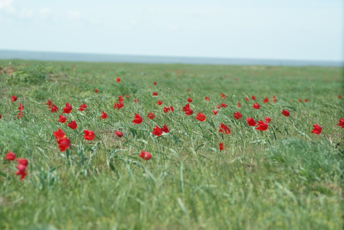Степь Калмыкии Катя Суржок