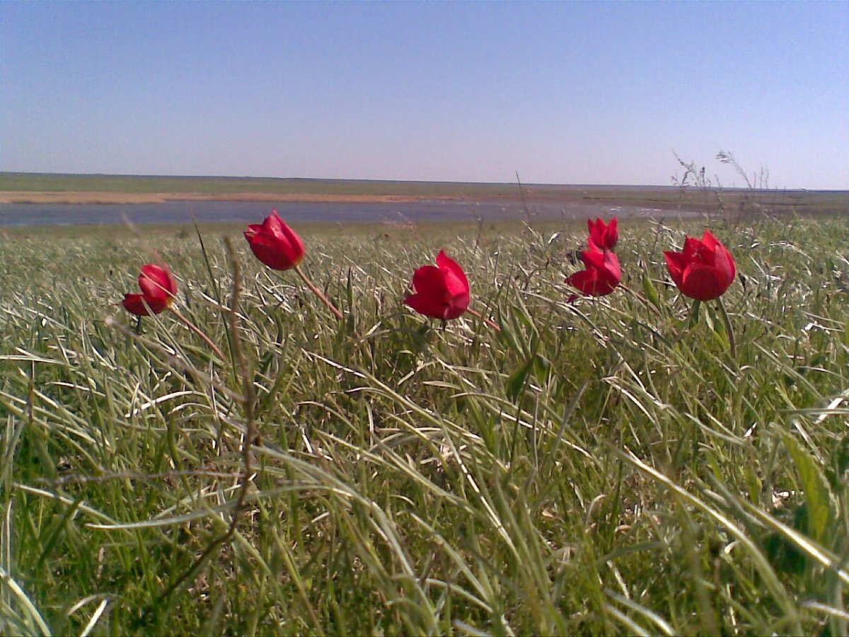 Ковыль в Калмыкии