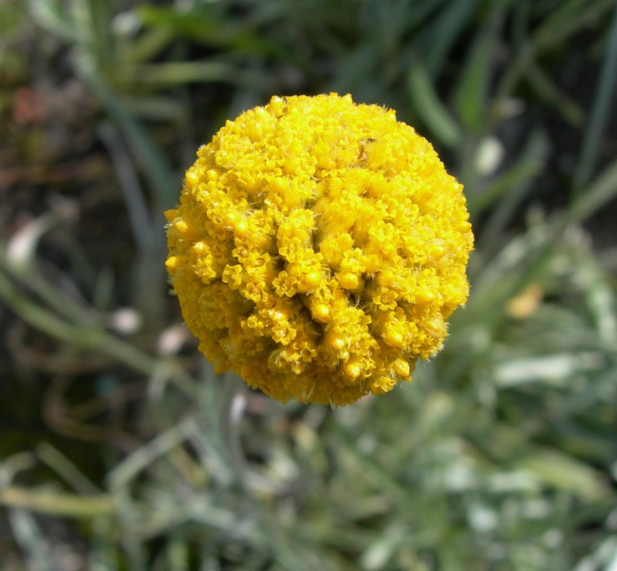 Шарообразный цветок с желтыми цветами