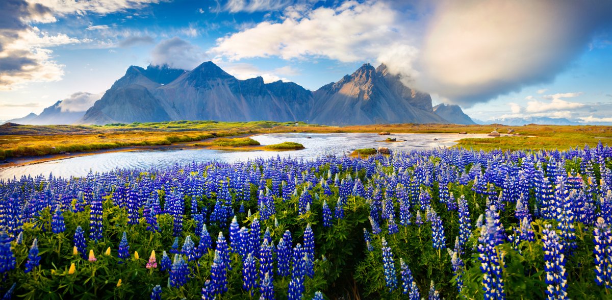 Lupine Travel