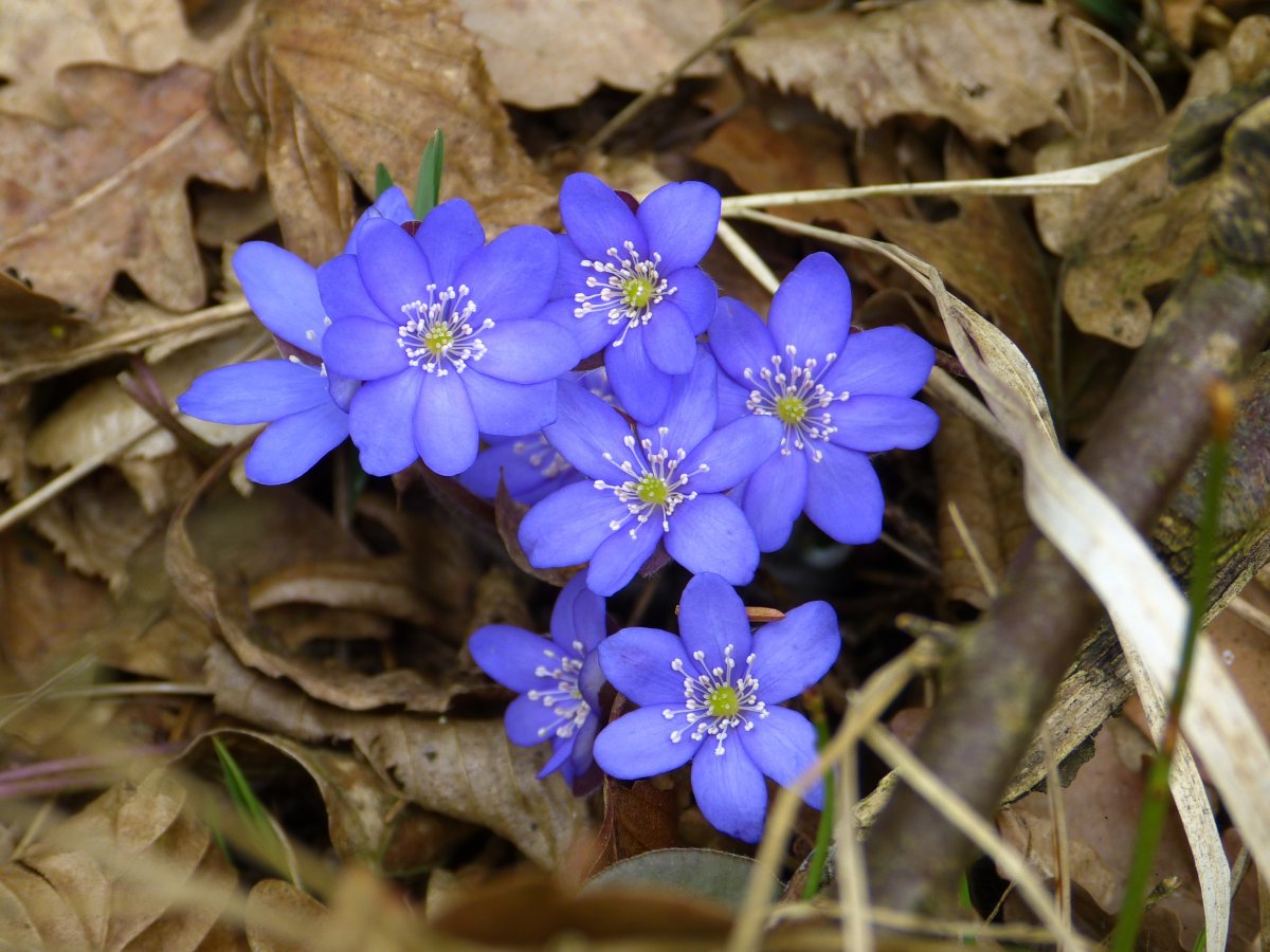 Печеночница hepatica Nobilis