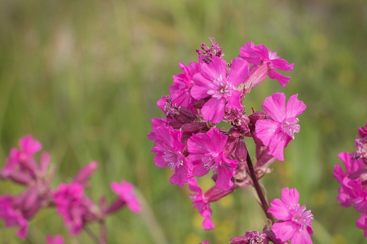 Смолка обыкновенная Viscaria vulgaris