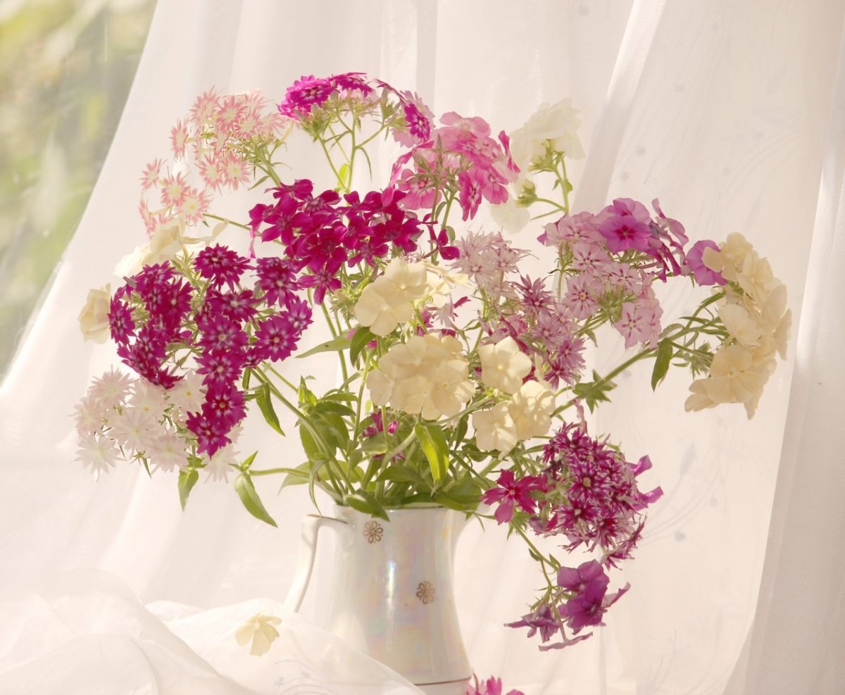 Summer Bouquet Флоксы