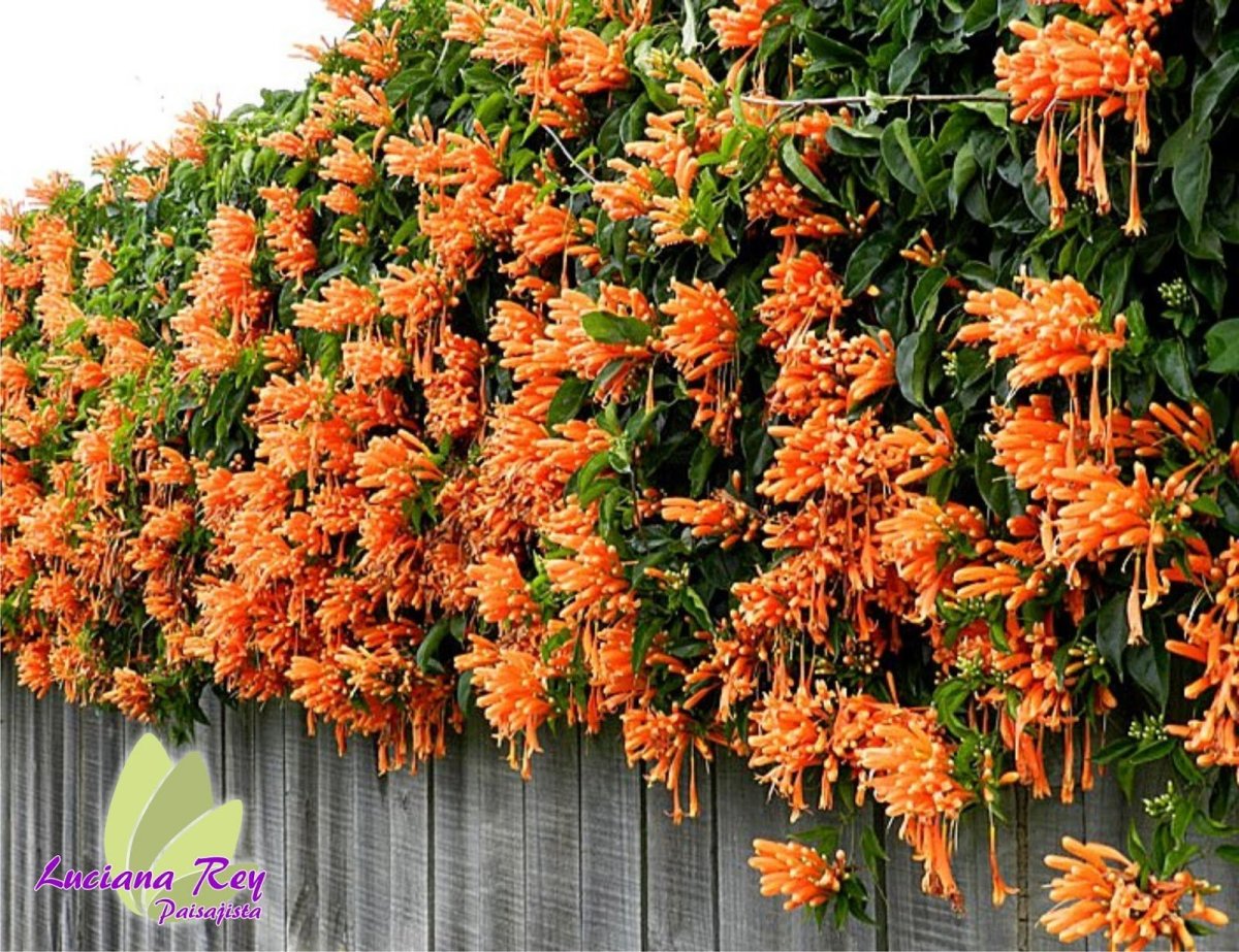 Плетущееся растение с оранжевыми цветами
