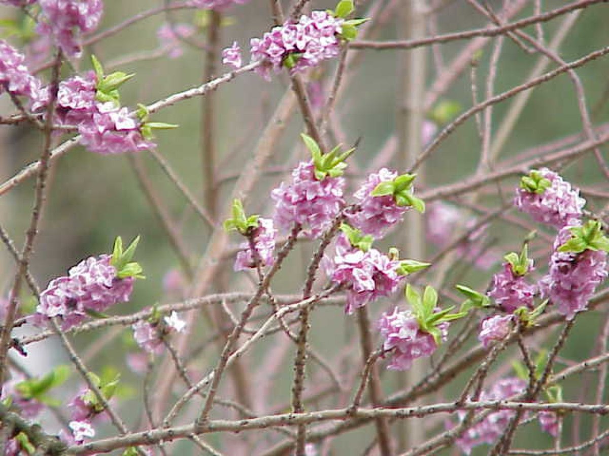 Daphne petraea