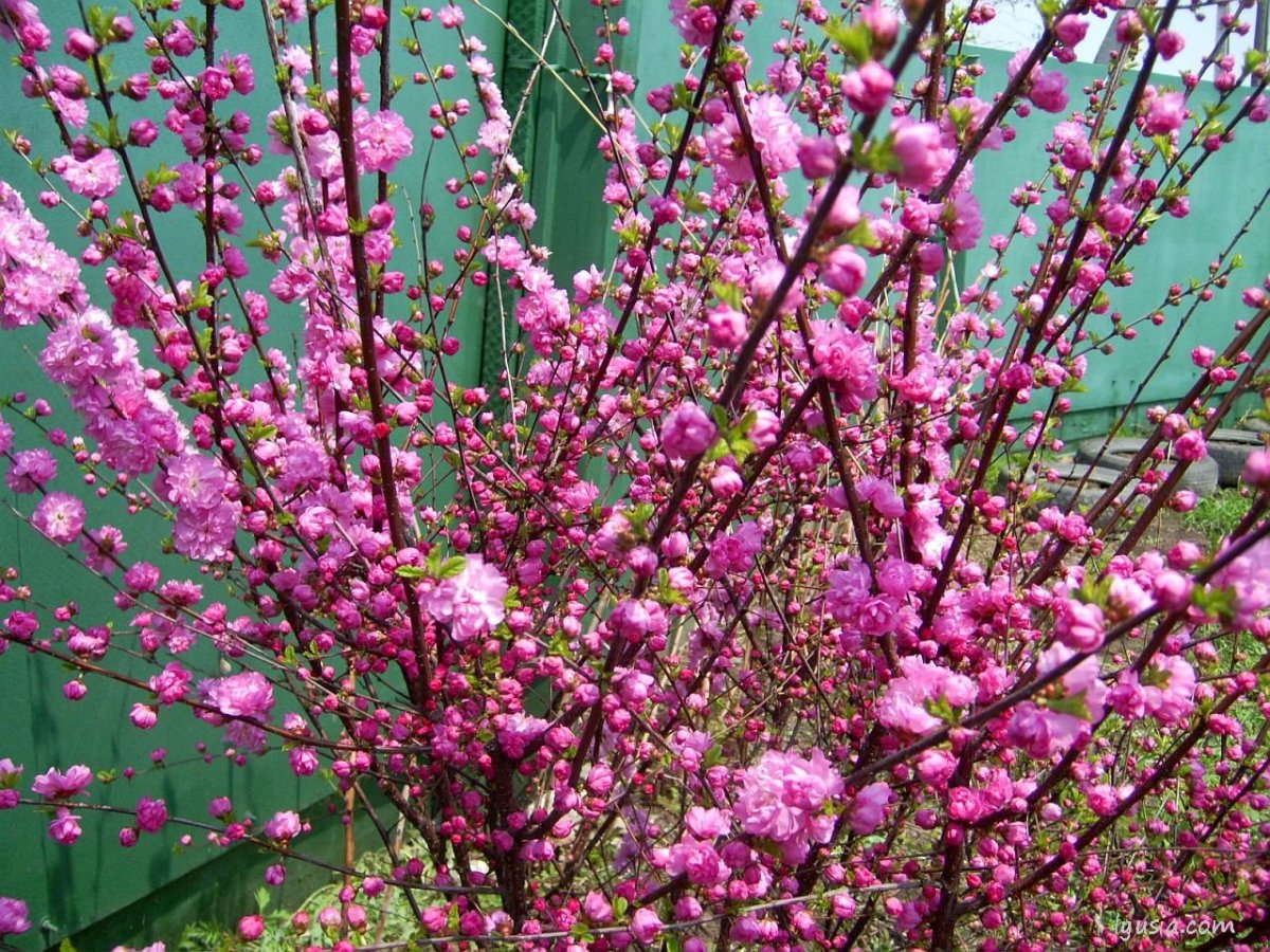 Миндаль трехлопастной ( Prunus trifolia ).
