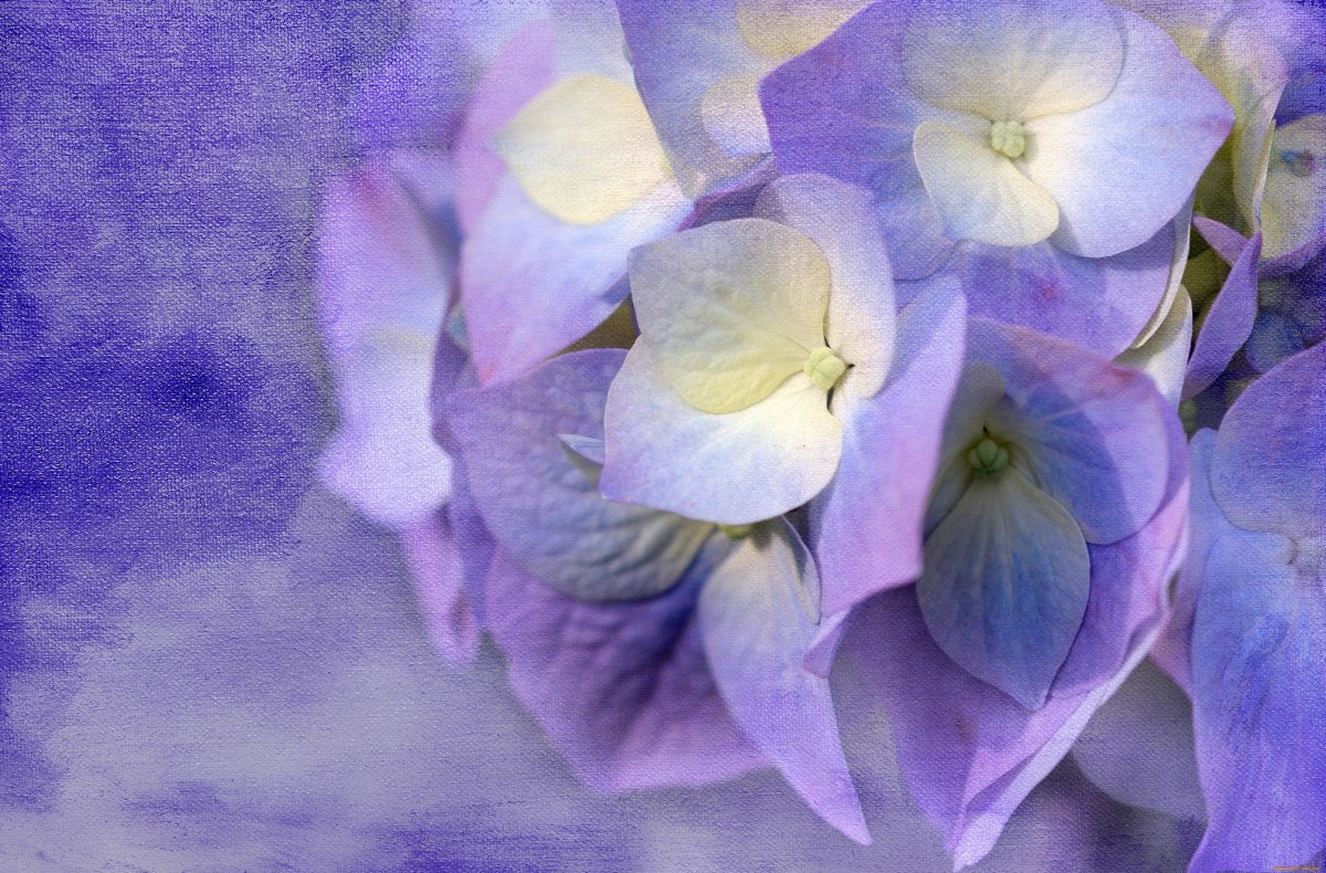 Нежные сиреневые цветы