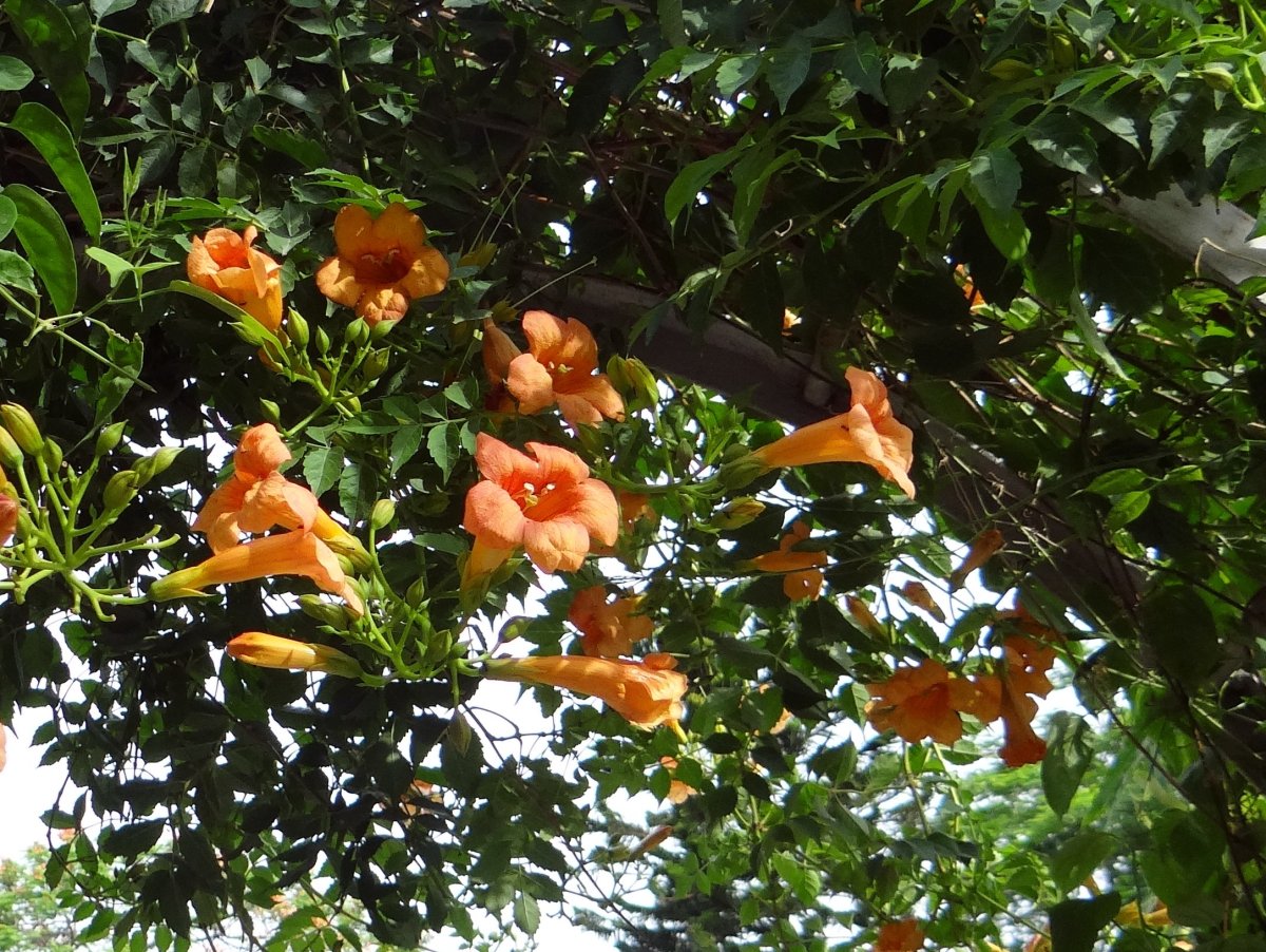 Кампсис грандифлора Campsis