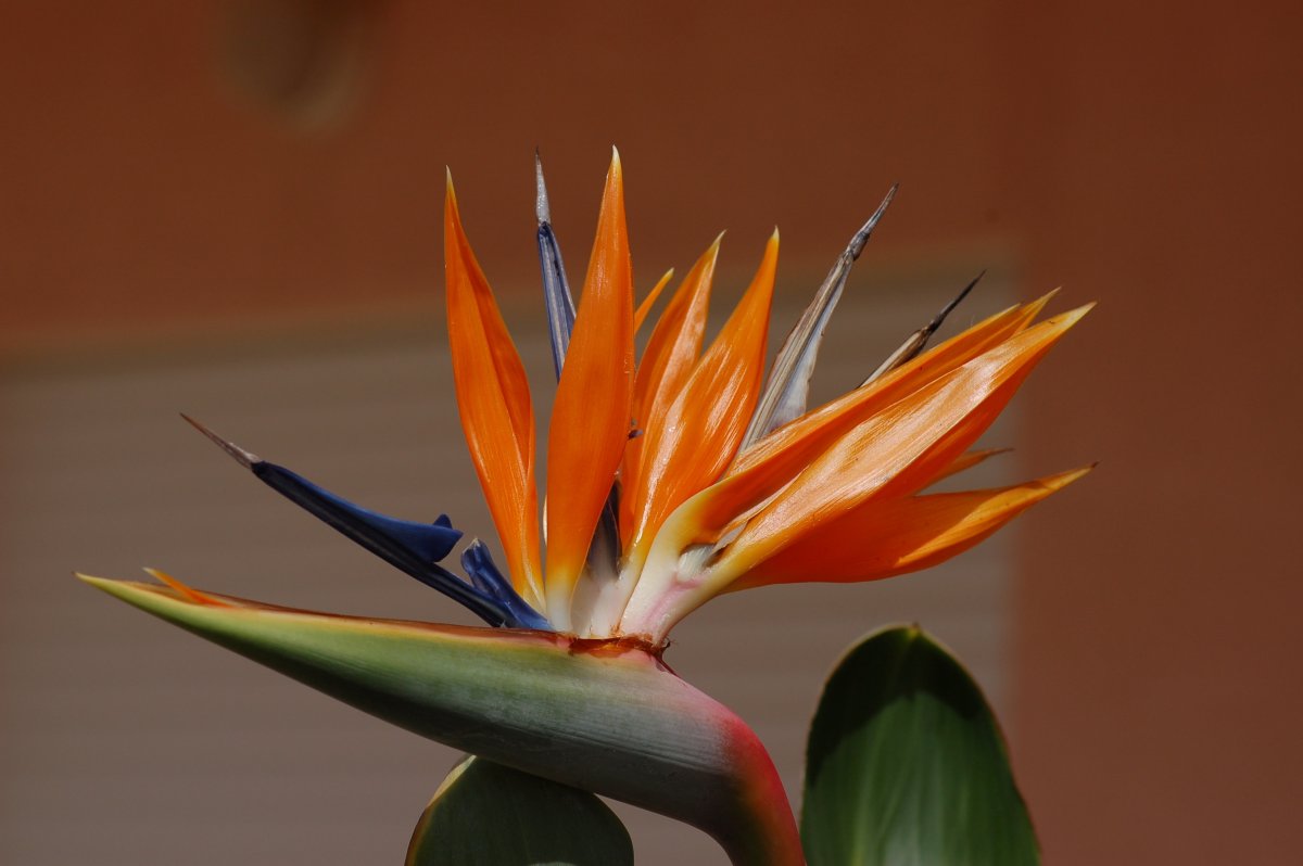 Стрелиция (Strelitzia)