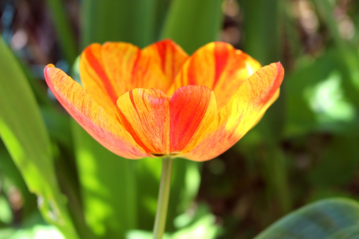 Tulip 431 оранжевый