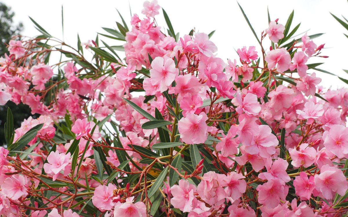 Ядовитый куст с розовыми цветами