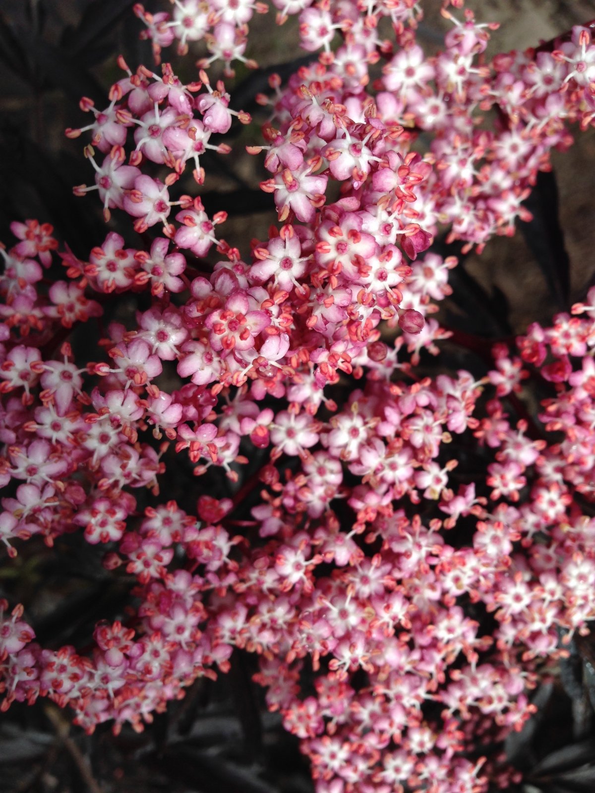 Elderberry Blossom