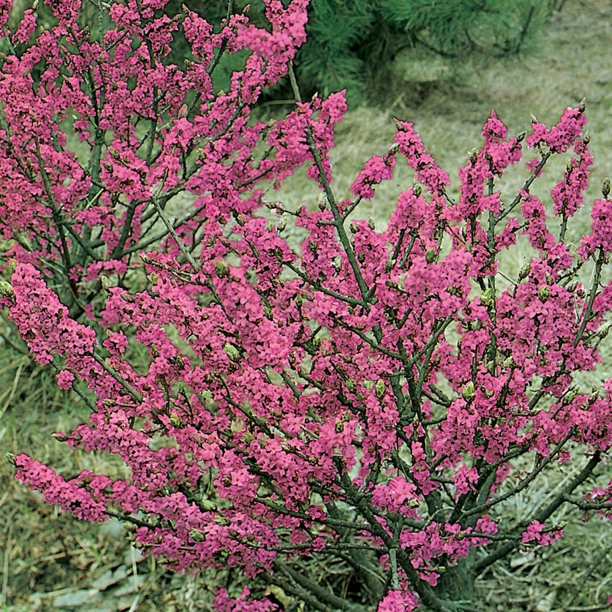 Daphne mezereum