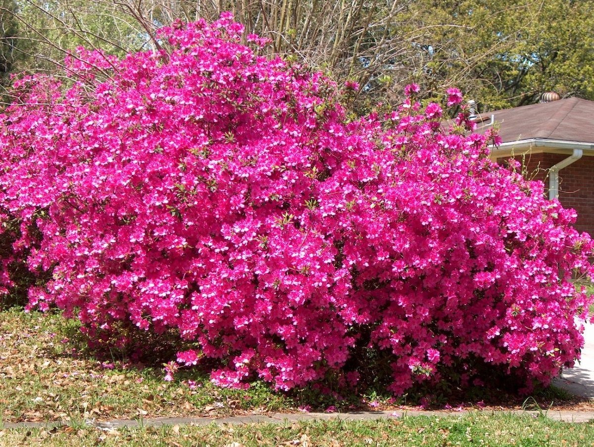 Azalea Formosa