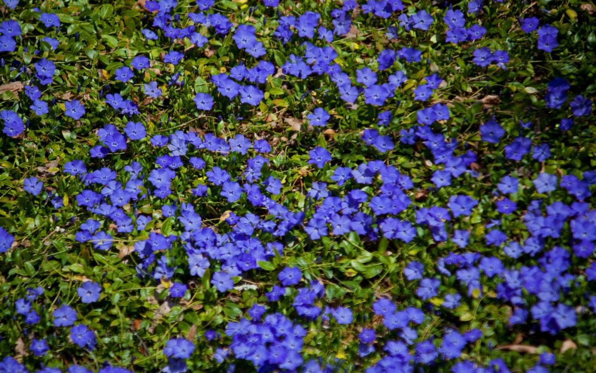 Ползучая трава с голубыми цветами