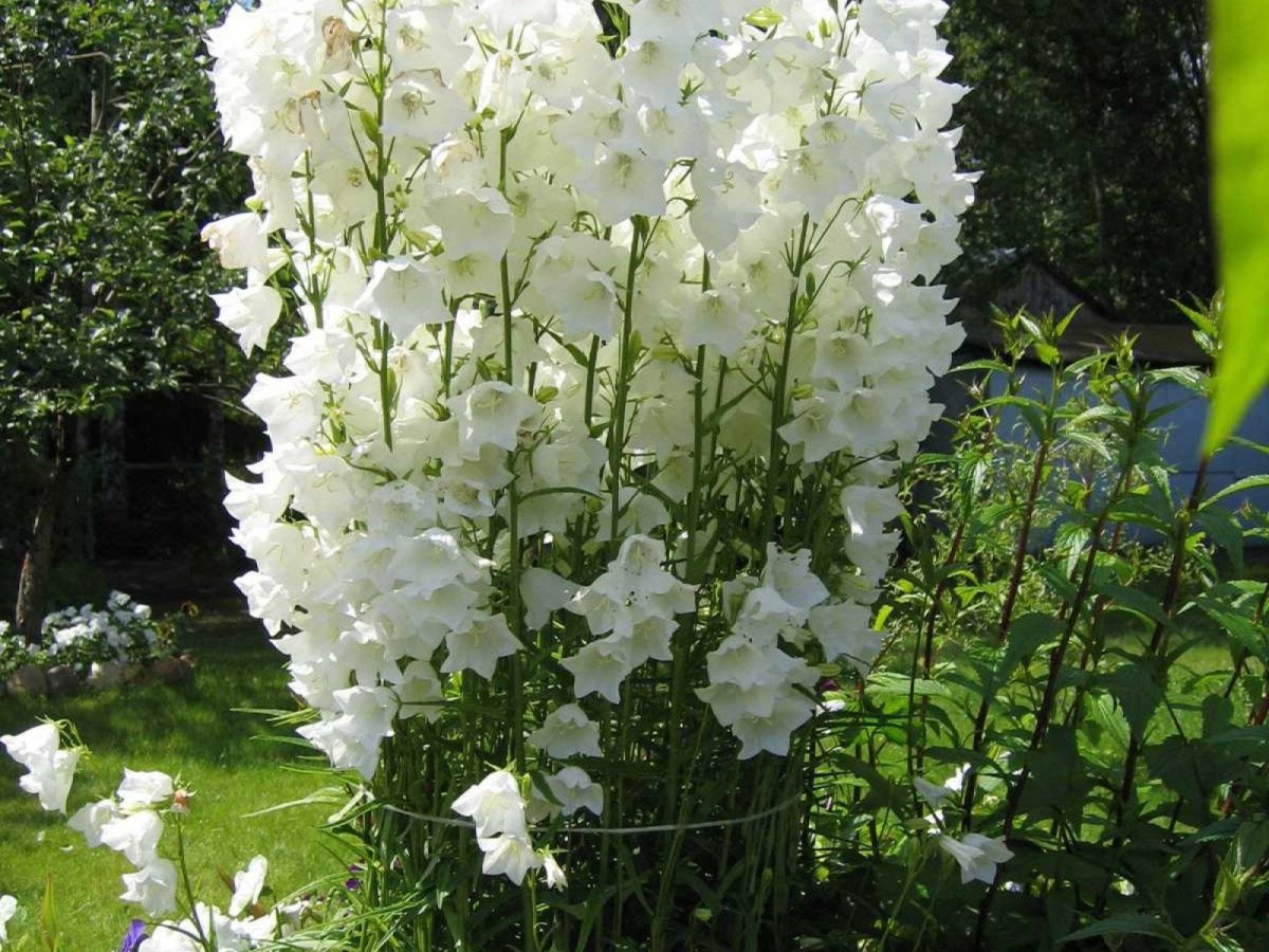 Высокие белые цветы многолетники