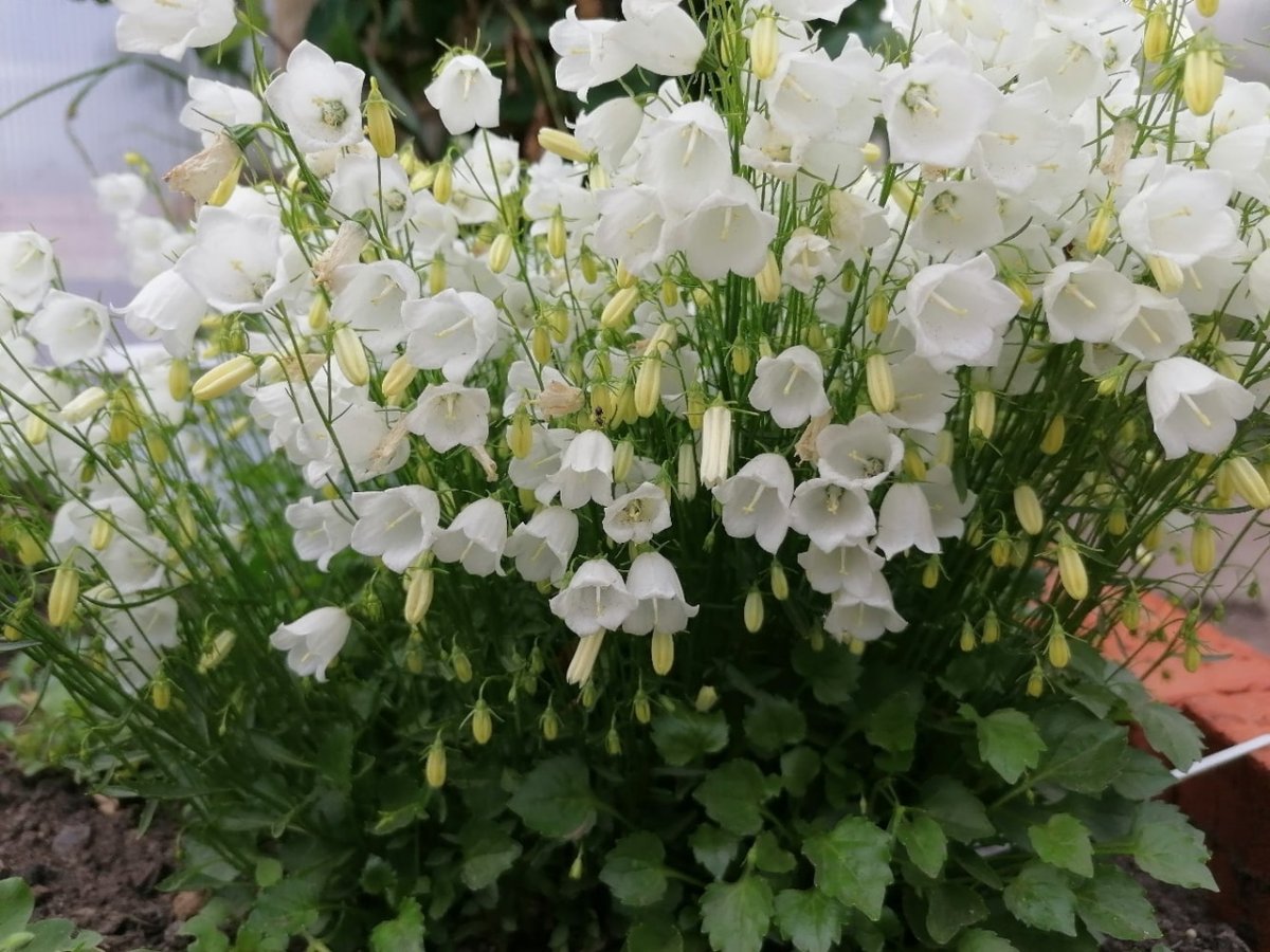 Колокольчик Карпатский Pearl White
