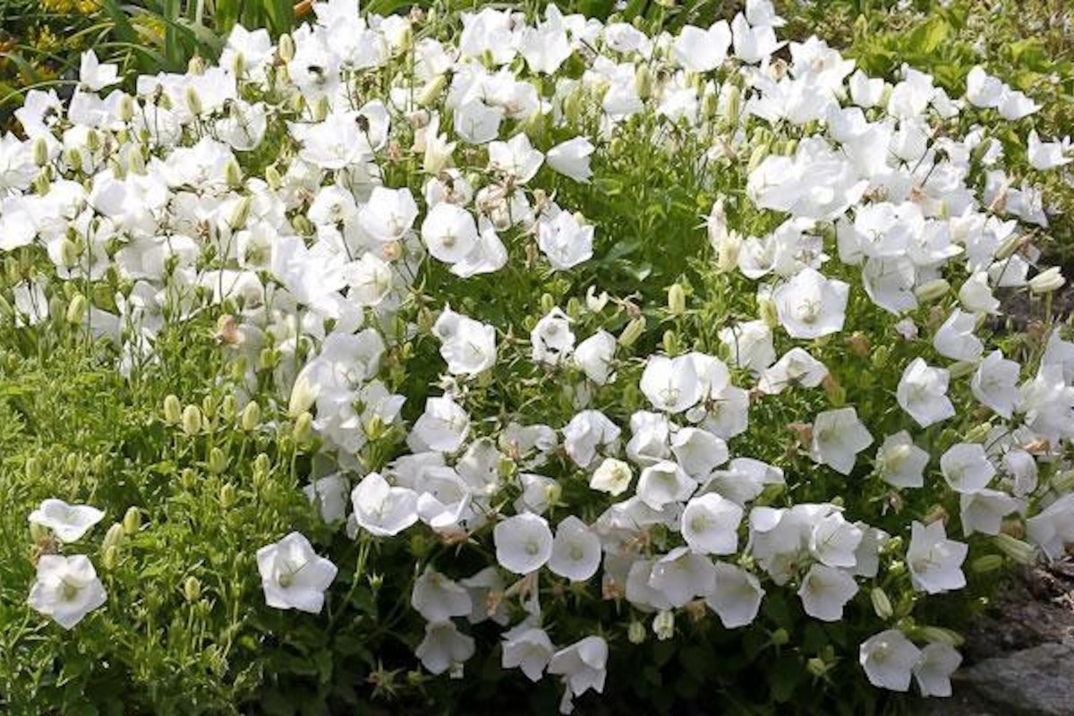 Колокольчик Карпатский Pearl White