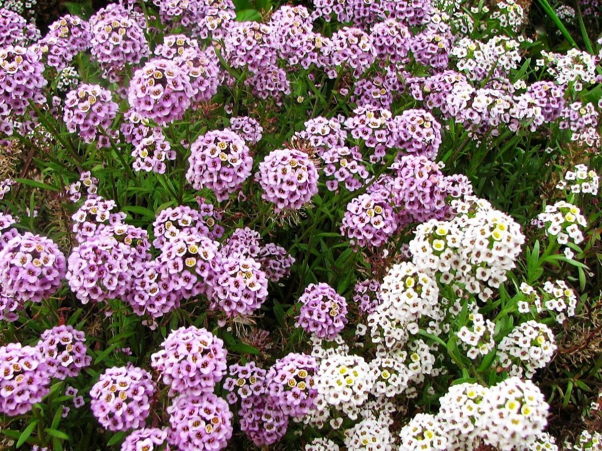 Алиссум морской (Lobularia maritima)