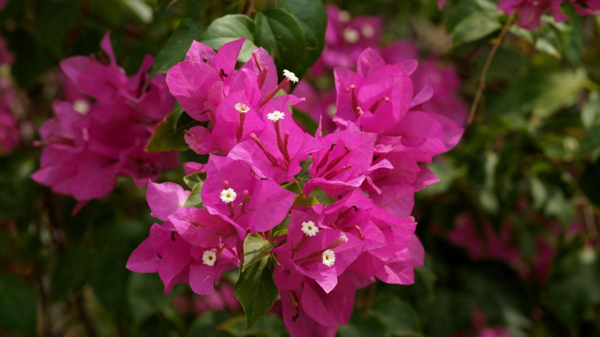 Бугенвиллия Vera Pink