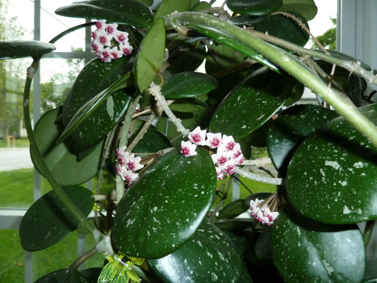 Хойя Карноза (восковой плющ)