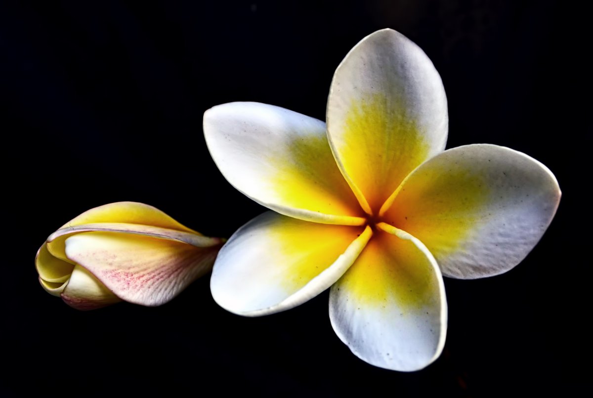 Плюмерия - Plumeria d12 h20