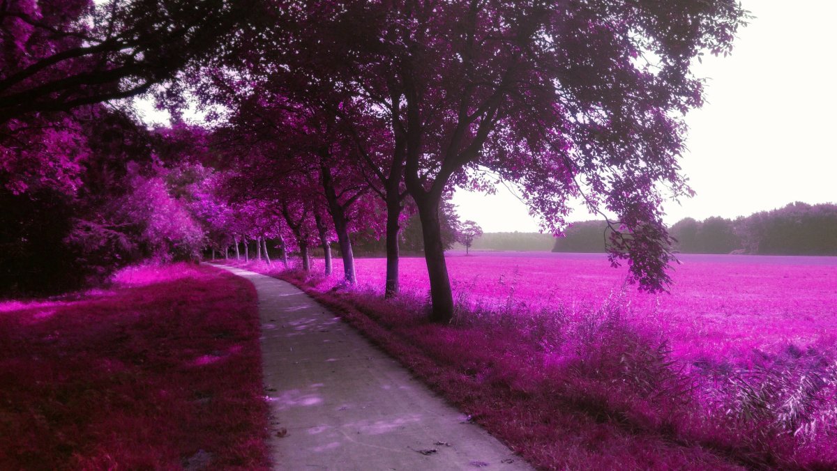 Лес фон