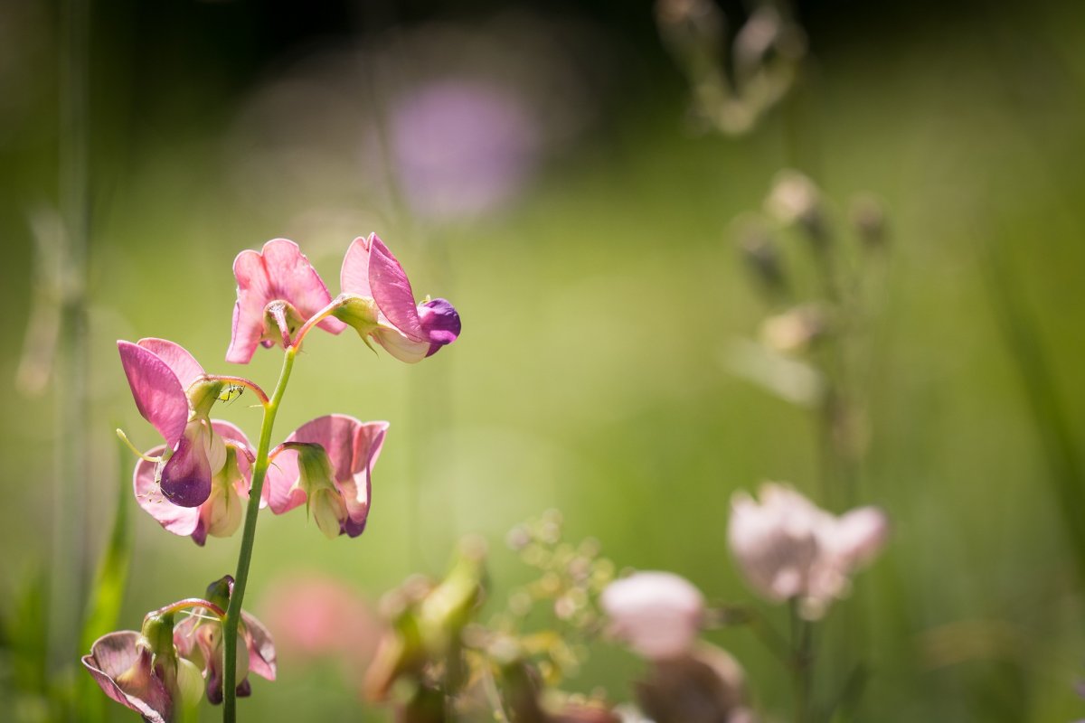 Чина Болотная Lathyrus palustris