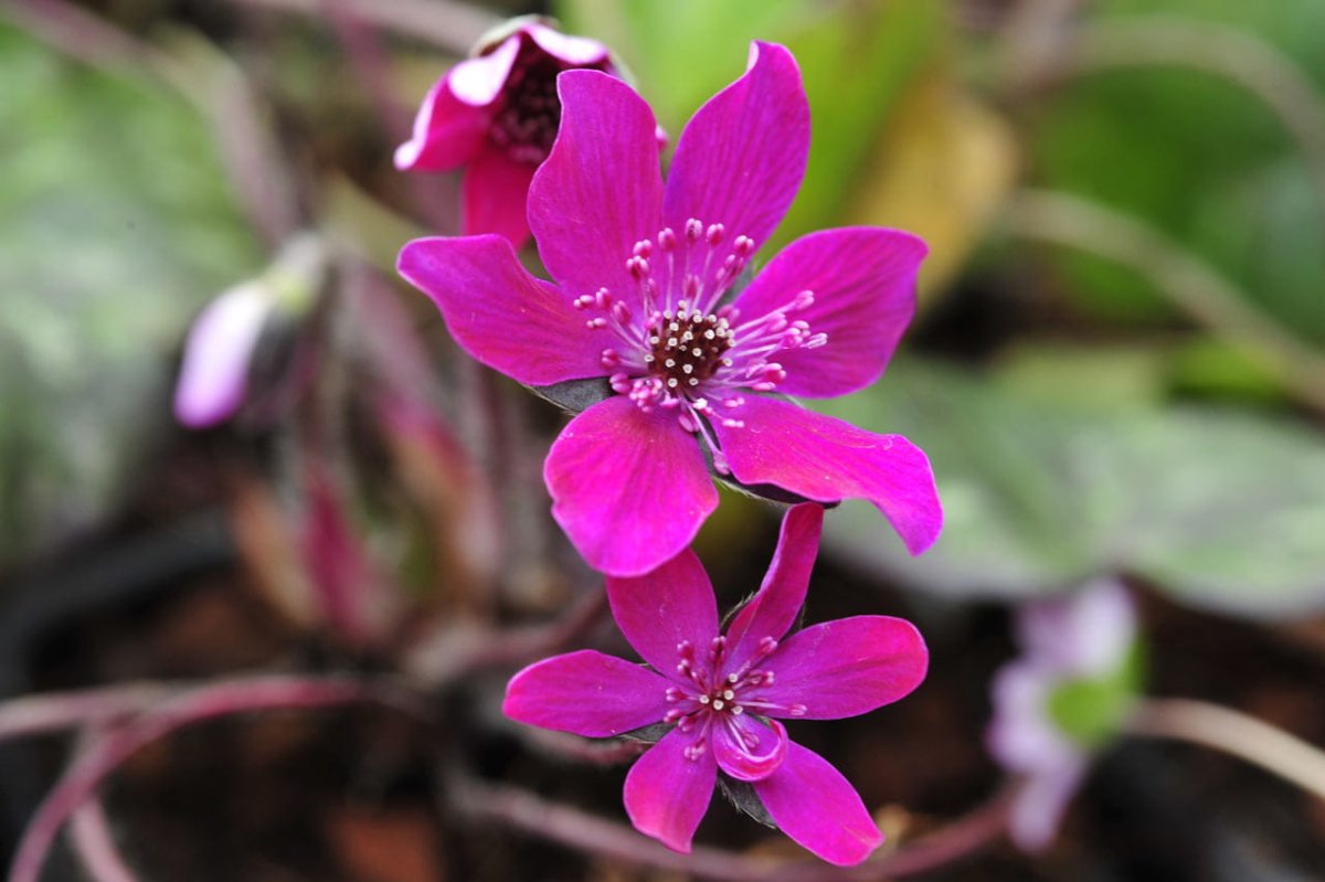 Печеночница hepatica Nobilis Red Forest