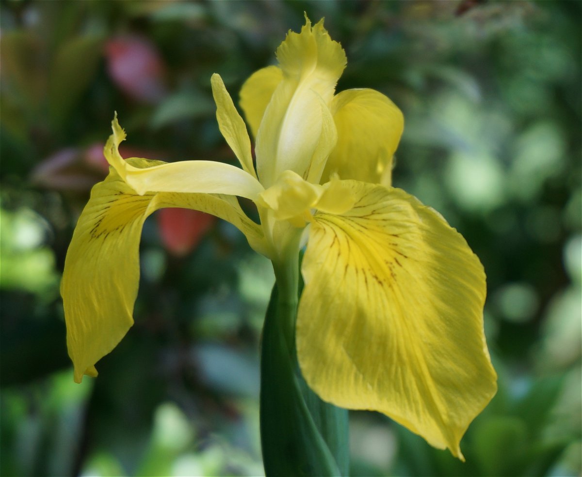 Ирис Spring image
