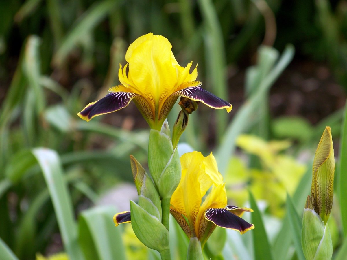Ирис Iris magnifica